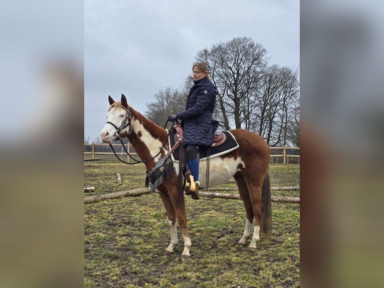 Paint Horse Mix Merrie 4 Jaar 150 cm Gevlekt-paard in Linkenbach