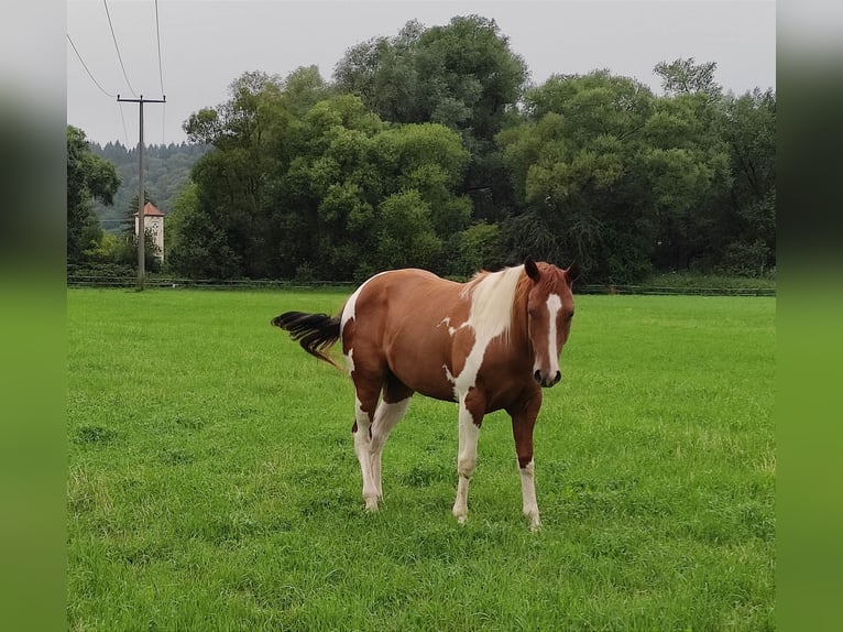 Paint Horse Merrie 4 Jaar 150 cm Gevlekt-paard in Zweibr&#xFC;cken