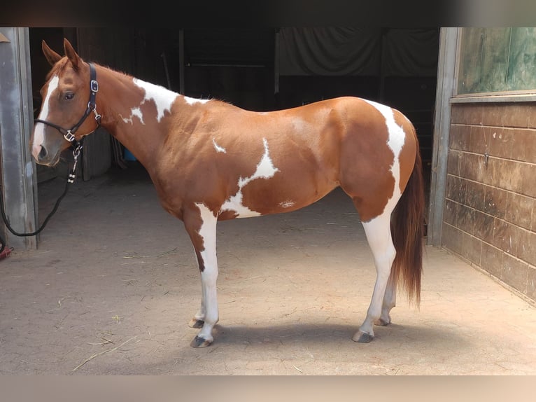 Paint Horse Merrie 4 Jaar 150 cm Gevlekt-paard in Zweibr&#xFC;cken