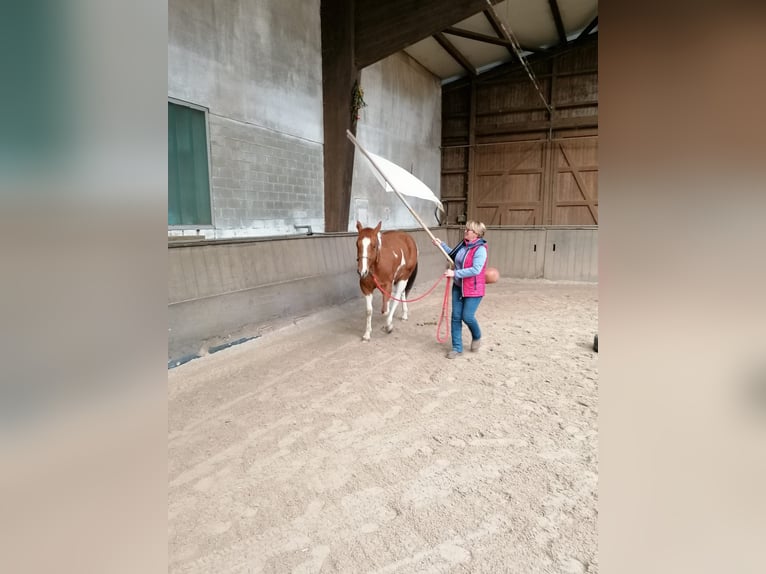 Paint Horse Merrie 4 Jaar 150 cm Gevlekt-paard in Zweibr&#xFC;cken