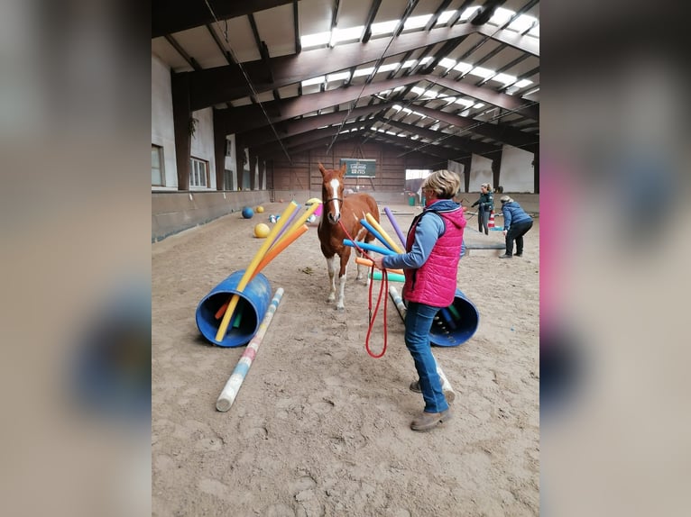 Paint Horse Merrie 4 Jaar 150 cm Gevlekt-paard in Zweibr&#xFC;cken