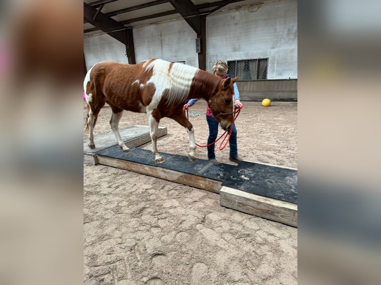 Paint Horse Merrie 4 Jaar 150 cm Gevlekt-paard in Zweibr&#xFC;cken