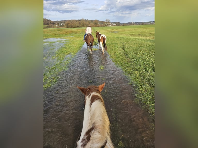 Paint Horse Merrie 4 Jaar 150 cm Gevlekt-paard in Zweibr&#xFC;cken