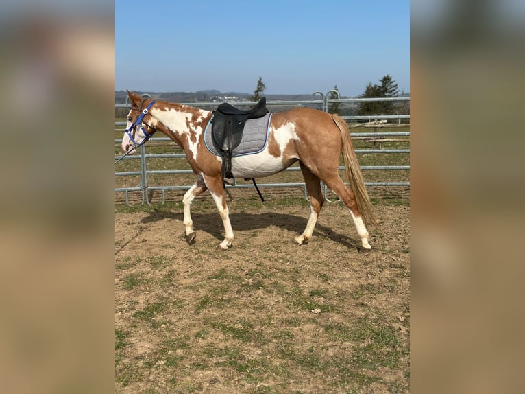 Paint Horse Merrie 4 Jaar 150 cm Overo-alle-kleuren in Hillesheim