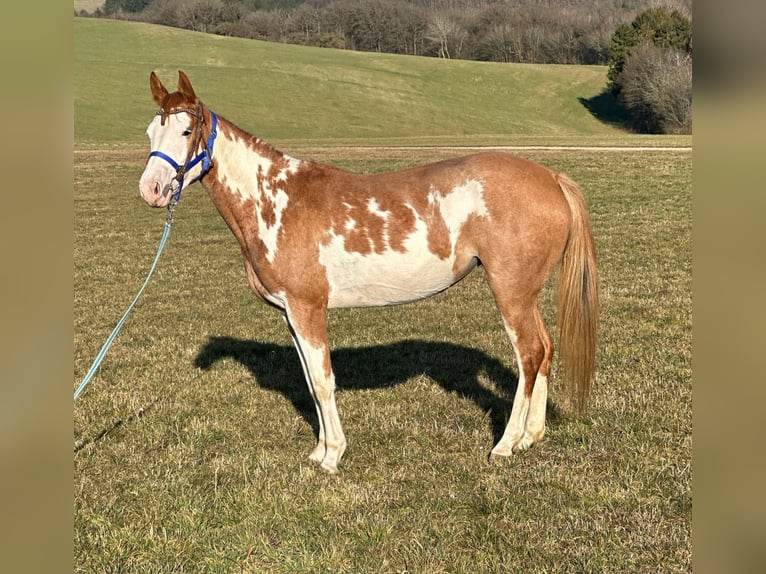 Paint Horse Merrie 4 Jaar 150 cm Overo-alle-kleuren in Hillesheim