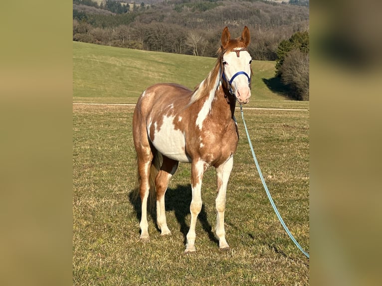 Paint Horse Merrie 4 Jaar 150 cm Overo-alle-kleuren in Hillesheim