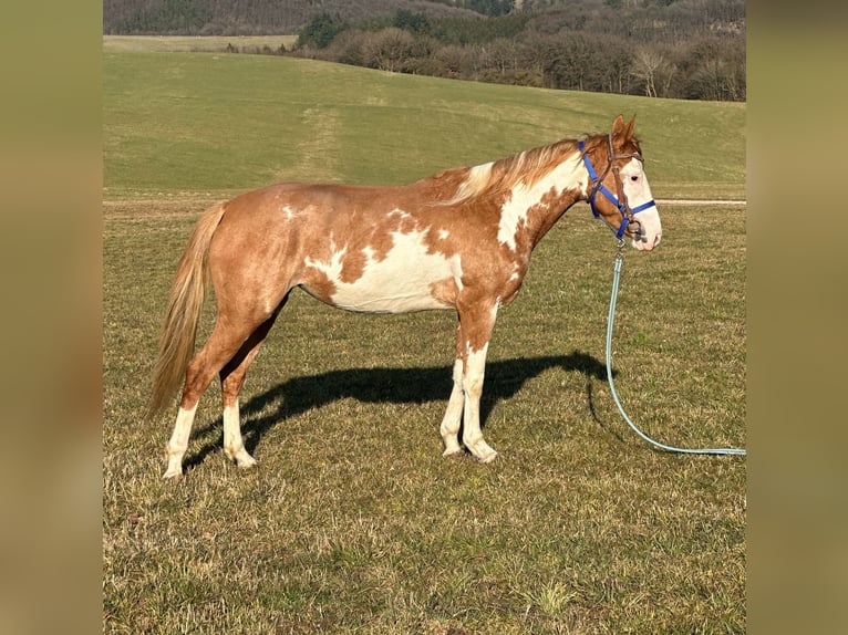 Paint Horse Merrie 4 Jaar 150 cm Overo-alle-kleuren in Hillesheim