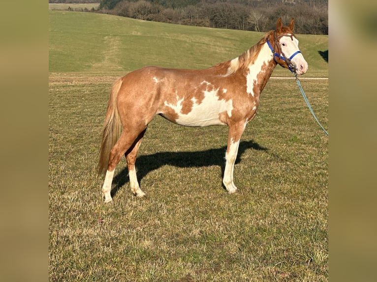 Paint Horse Merrie 4 Jaar 150 cm Overo-alle-kleuren in Hillesheim