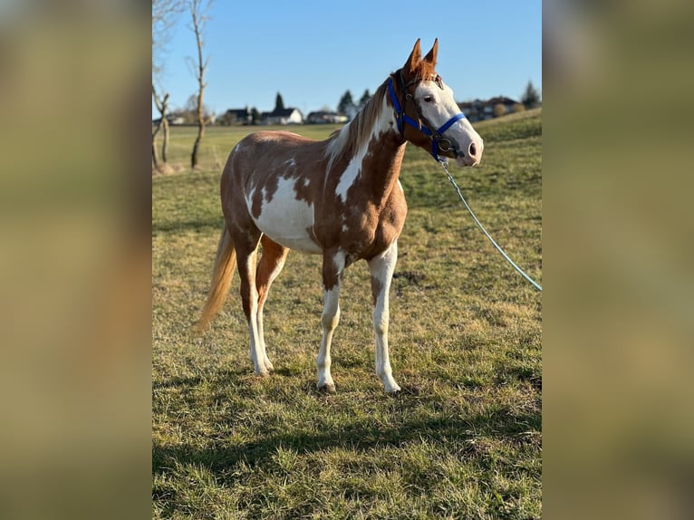 Paint Horse Merrie 4 Jaar 150 cm Overo-alle-kleuren in Hillesheim