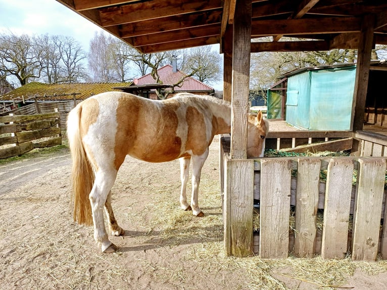 Paint Horse Merrie 4 Jaar 150 cm Palomino in Wasbek