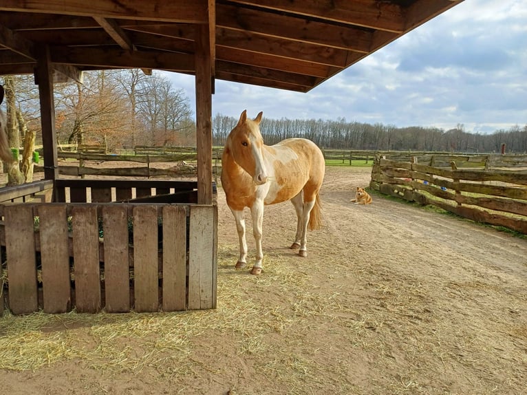Paint Horse Merrie 4 Jaar 150 cm Palomino in Wasbek