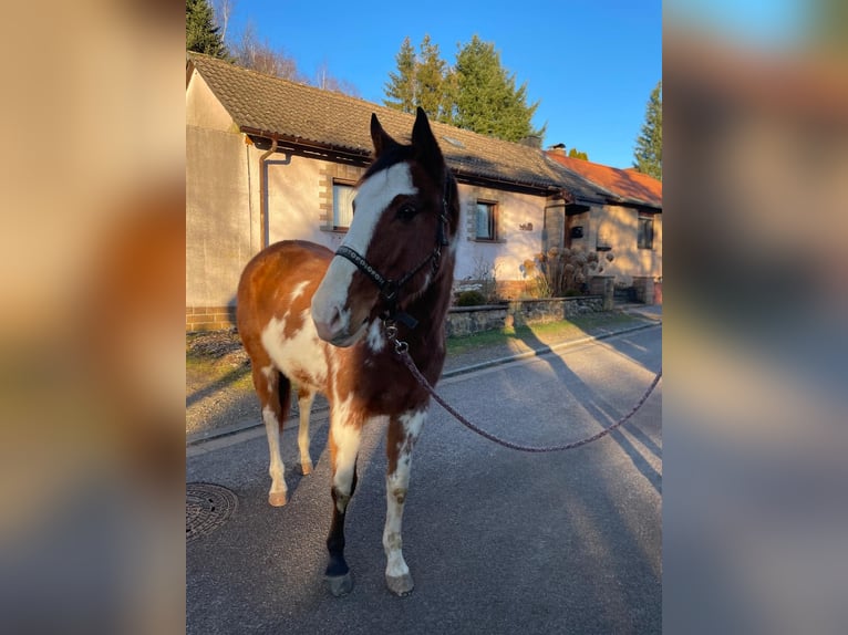 Paint Horse Mix Merrie 4 Jaar 151 cm Overo-alle-kleuren in Bexbach- Höchen