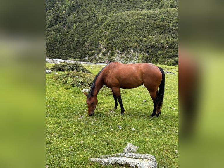 Paint Horse Merrie 4 Jaar 152 cm Bruin in Freidorf TG