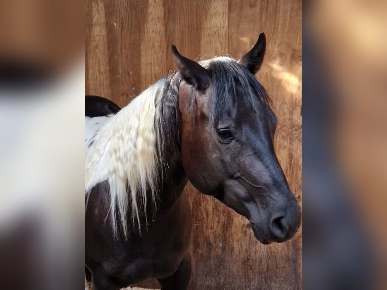 Paint Horse Merrie 4 Jaar 152 cm Gevlekt-paard in Eberbach