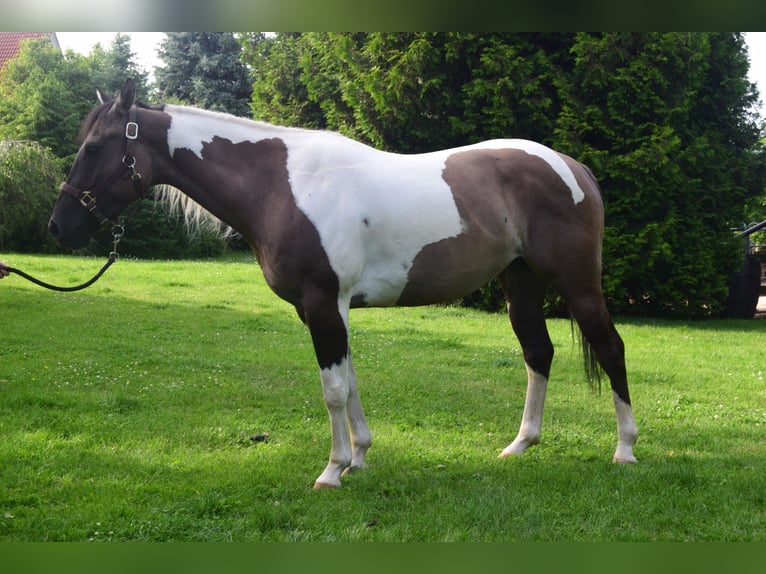 Paint Horse Merrie 4 Jaar 152 cm Grullo in Ahorn