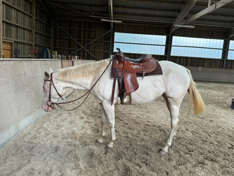 Paint Horse Merrie 4 Jaar 152 cm Perlino in Bomlitz