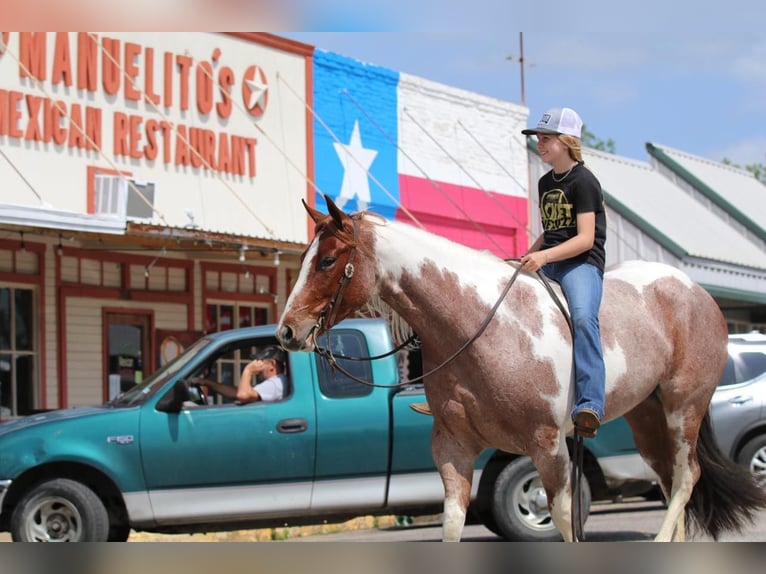 Paint Horse Merrie 4 Jaar 152 cm Roan-Red in Pilot Point, TX