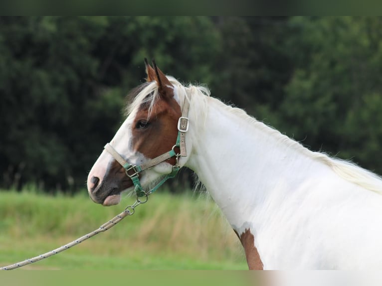 Paint Horse Merrie 4 Jaar 152 cm Tobiano-alle-kleuren in Patersdorf