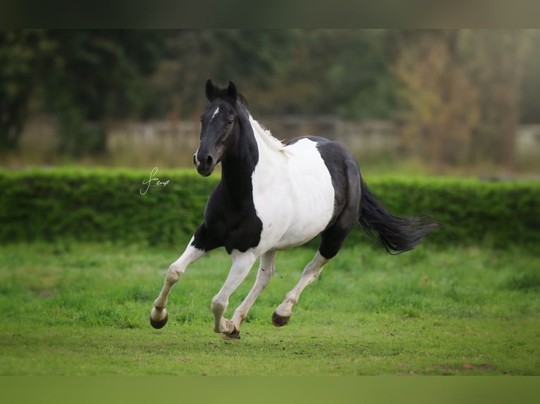 Paint Horse Merrie 4 Jaar 153 cm Gevlekt-paard in Büren
