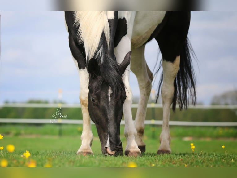 Paint Horse Merrie 4 Jaar 153 cm Gevlekt-paard in Büren