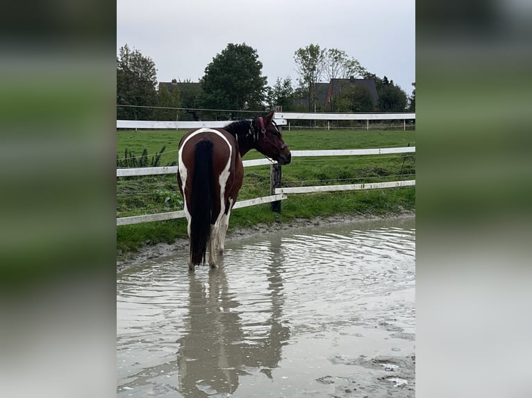 Paint Horse Mix Merrie 4 Jaar 153 cm Tobiano-alle-kleuren in Krummhörn