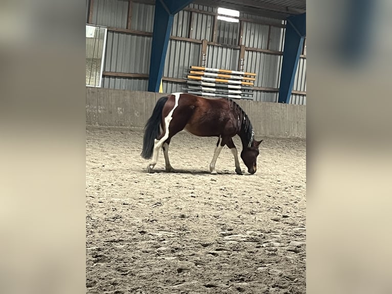 Paint Horse Mix Merrie 4 Jaar 153 cm Tobiano-alle-kleuren in Krummhörn