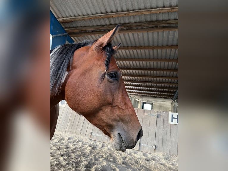 Paint Horse Mix Merrie 4 Jaar 153 cm Tobiano-alle-kleuren in Krummhörn