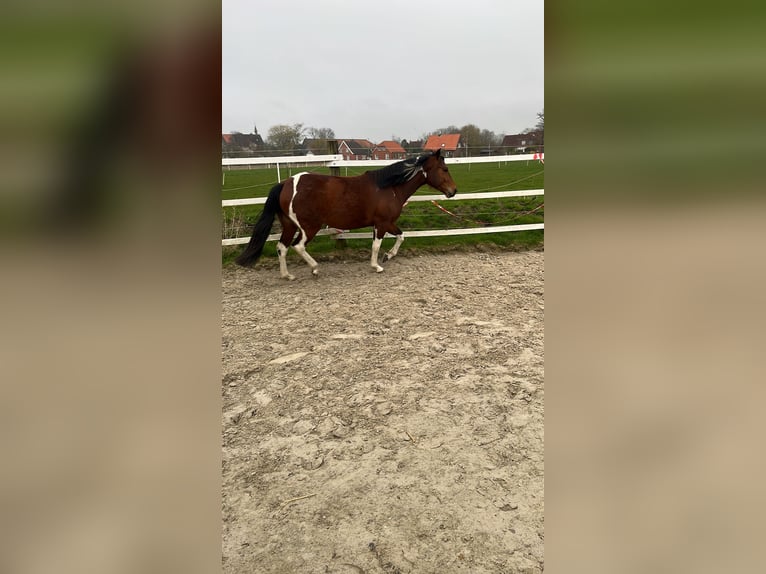 Paint Horse Mix Merrie 4 Jaar 153 cm Tobiano-alle-kleuren in Krummhörn