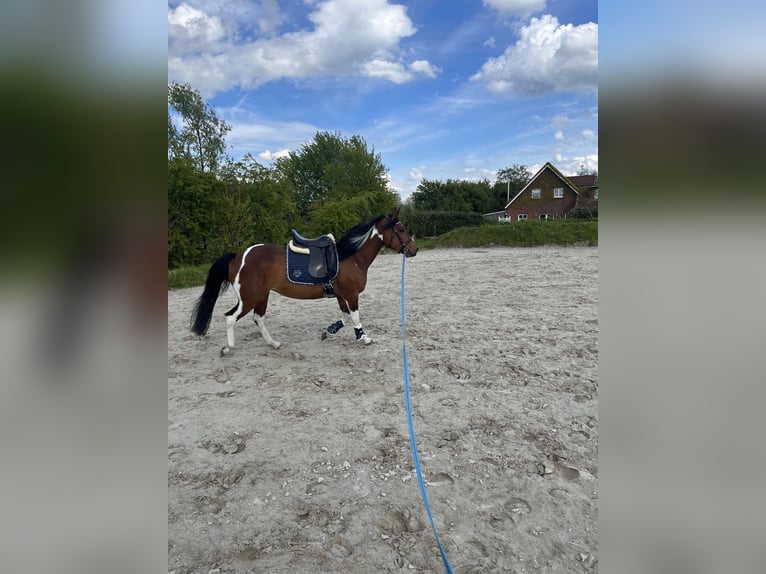 Paint Horse Mix Merrie 4 Jaar 153 cm Tobiano-alle-kleuren in Krummhörn