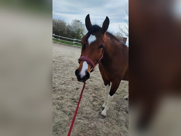 Paint Horse Mix Merrie 4 Jaar 153 cm Tobiano-alle-kleuren in Krummhörn