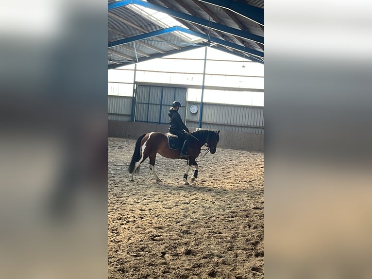 Paint Horse Mix Merrie 4 Jaar 153 cm Tobiano-alle-kleuren in Krummhörn