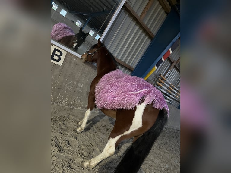 Paint Horse Mix Merrie 4 Jaar 153 cm Tobiano-alle-kleuren in Krummhörn