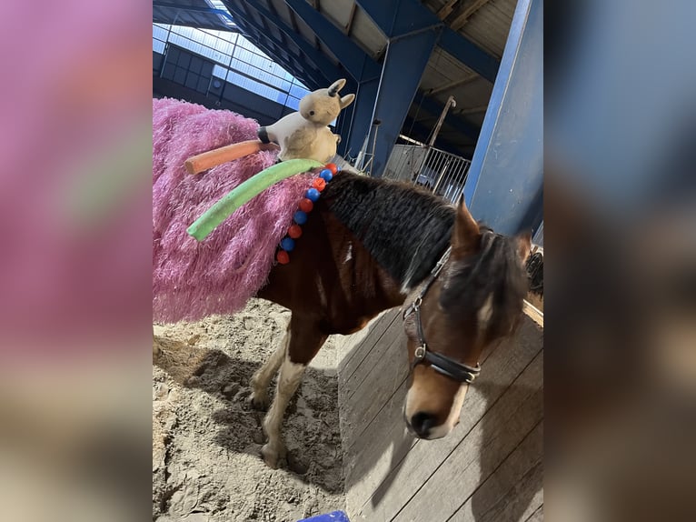 Paint Horse Mix Merrie 4 Jaar 153 cm Tobiano-alle-kleuren in Krummhörn