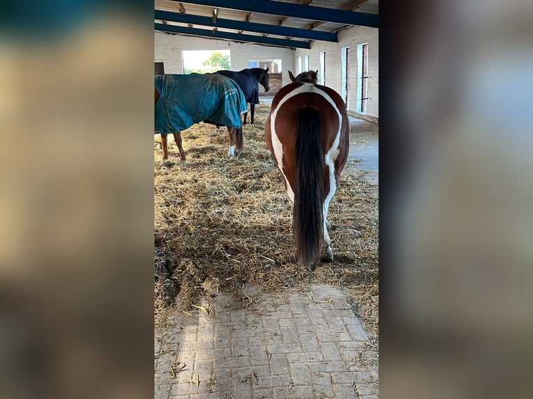 Paint Horse Mix Merrie 4 Jaar 153 cm Tobiano-alle-kleuren in Krummhörn