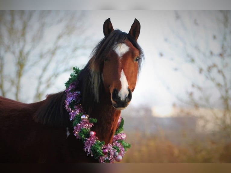 Paint Horse Mix Merrie 4 Jaar 153 cm Tobiano-alle-kleuren in Krummhörn