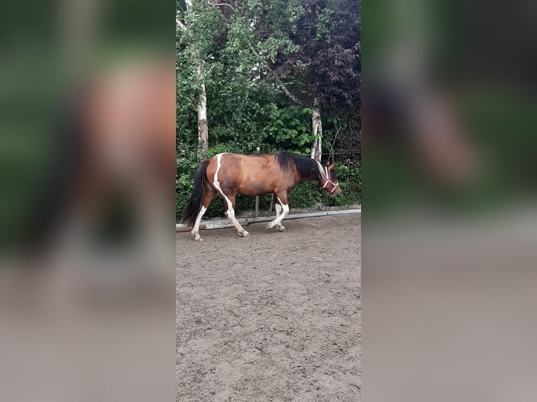 Paint Horse Mix Merrie 4 Jaar 153 cm Tobiano-alle-kleuren in Krummhörn