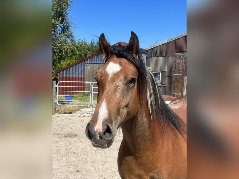 Paint Horse Mix Merrie 4 Jaar 153 cm Tobiano-alle-kleuren in Krummhörn