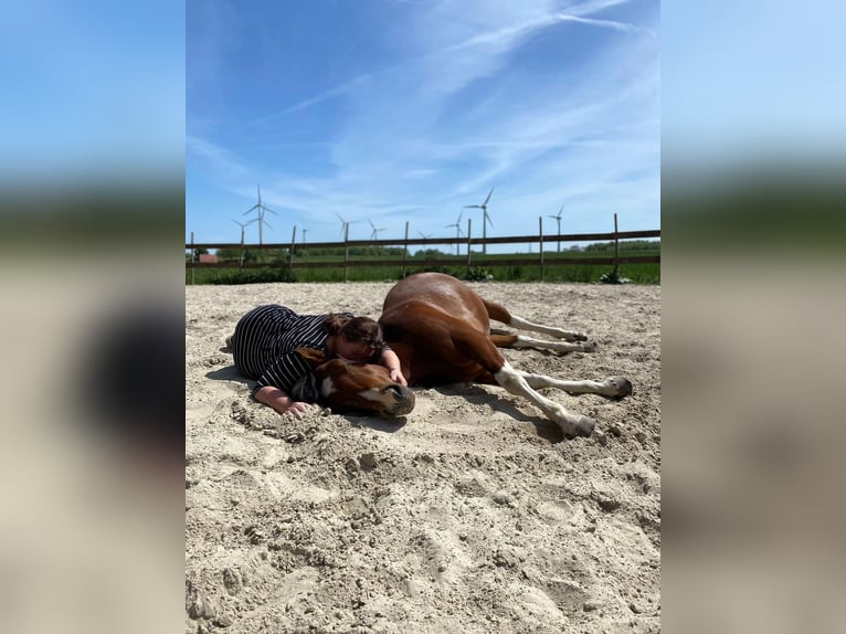 Paint Horse Mix Merrie 4 Jaar 153 cm Tobiano-alle-kleuren in Krummhörn