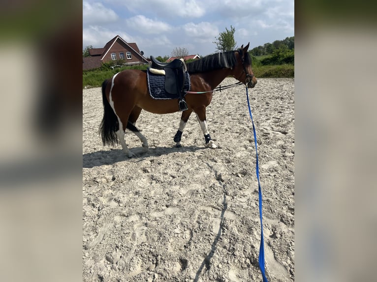 Paint Horse Mix Merrie 4 Jaar 153 cm Tobiano-alle-kleuren in Krummhörn