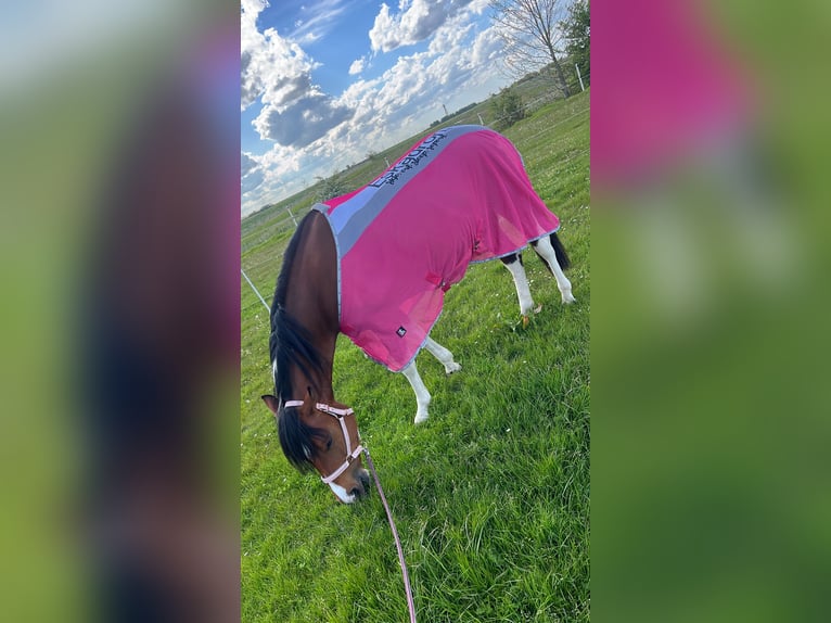 Paint Horse Mix Merrie 4 Jaar 153 cm Tobiano-alle-kleuren in Krummhörn