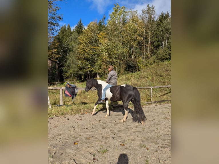 Paint Horse Mix Merrie 4 Jaar 154 cm Gevlekt-paard in Bad Kohlgrub