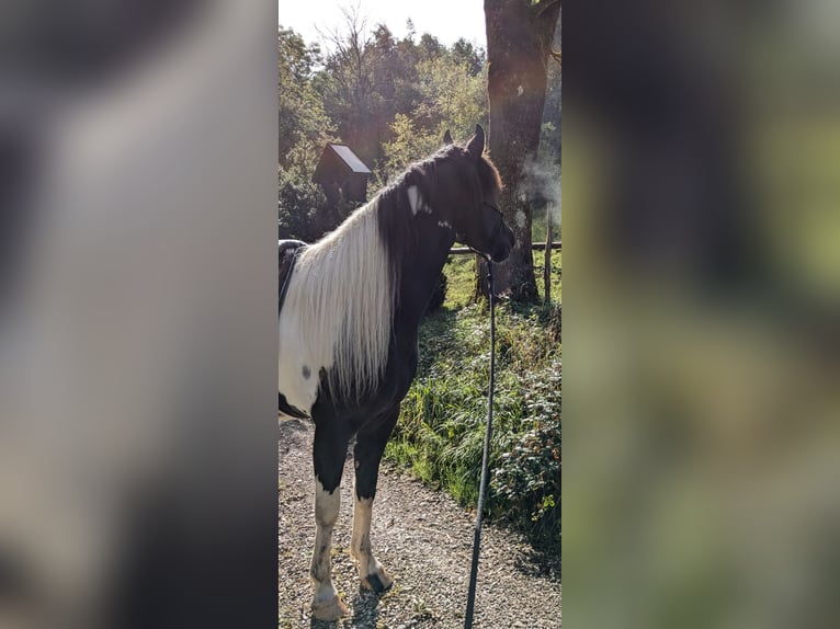 Paint Horse Mix Merrie 4 Jaar 154 cm Gevlekt-paard in Bad Kohlgrub