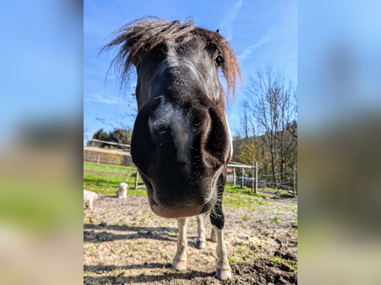 Paint Horse Mix Merrie 4 Jaar 154 cm Gevlekt-paard in Bad Kohlgrub