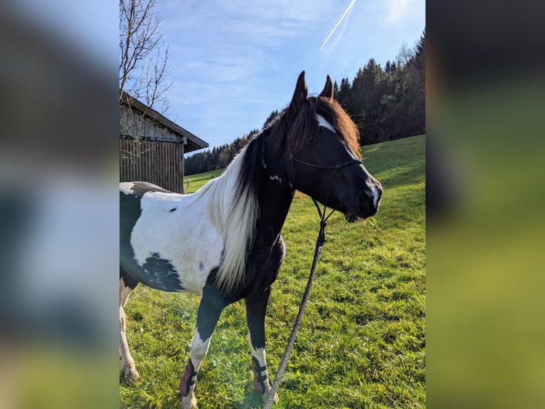 Paint Horse Mix Merrie 4 Jaar 154 cm Gevlekt-paard in Bad Kohlgrub