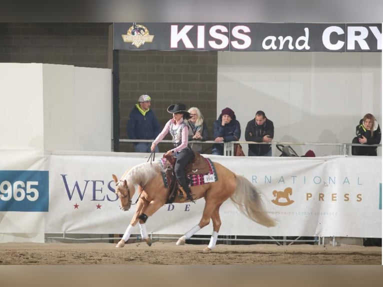 Paint Horse Merrie 4 Jaar 154 cm Palomino in Modena