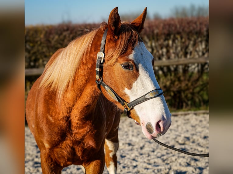 Paint Horse Mix Merrie 4 Jaar 154 cm Vos in Neustadt (Wied)