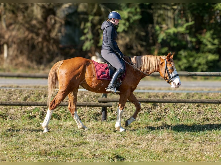 Paint Horse Mix Merrie 4 Jaar 154 cm Vos in Neustadt (Wied)