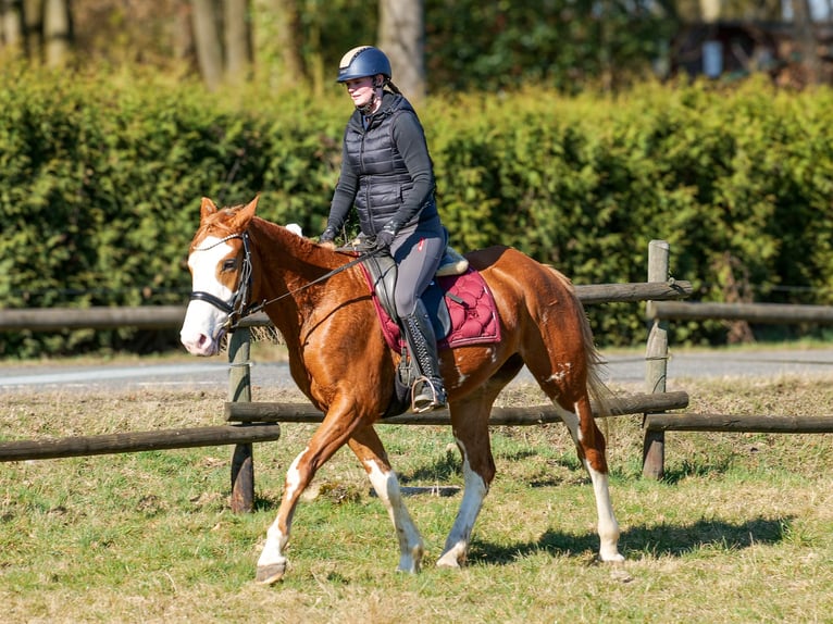 Paint Horse Mix Merrie 4 Jaar 154 cm Vos in Neustadt (Wied)