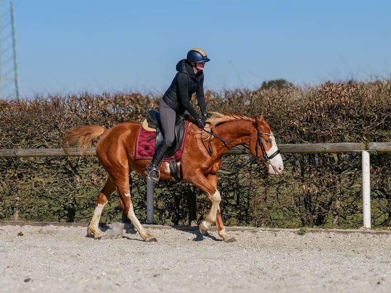 Paint Horse Mix Merrie 4 Jaar 154 cm Vos in Neustadt (Wied)