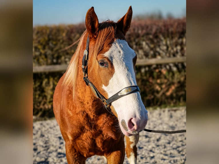 Paint Horse Mix Merrie 4 Jaar 154 cm Vos in Neustadt (Wied)